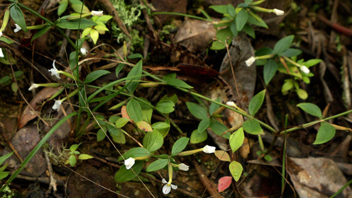 这种野草人称糖果草,不结糖果,却能护肝治肝炎,你见过吗?