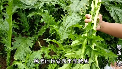水菜 腾讯视频