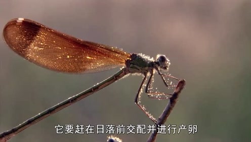 腾讯视频