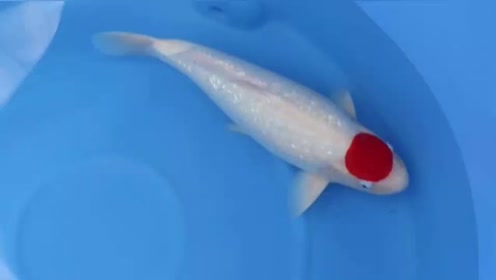 腾讯视频