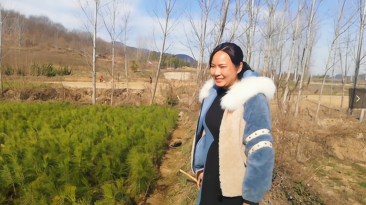 农村大姐种植松苗树,一年能收入上百万是真的吗?听她咋说