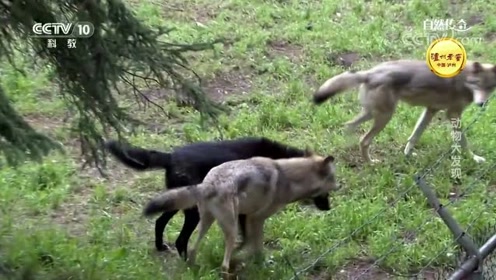 狼与狐狸 腾讯视频