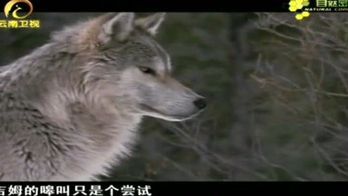 狼群之中英语 腾讯视频