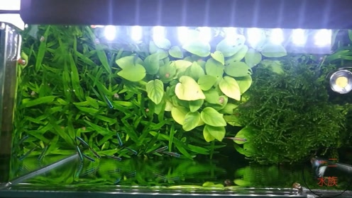 Led水草灯 腾讯视频