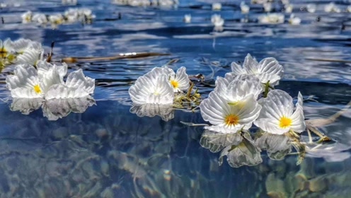 海藻花 腾讯视频