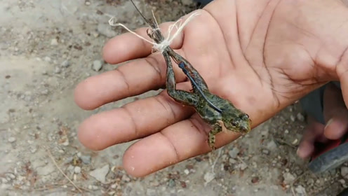 钓蛙 腾讯视频
