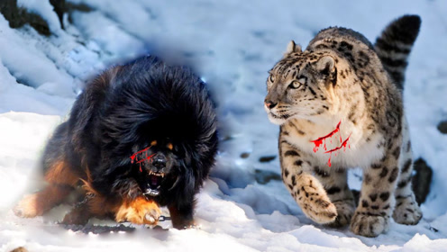 "雪山之王"捕食家畜,多少只藏獒才能防住?当地人说出答案!