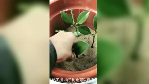 柚子苗 腾讯视频