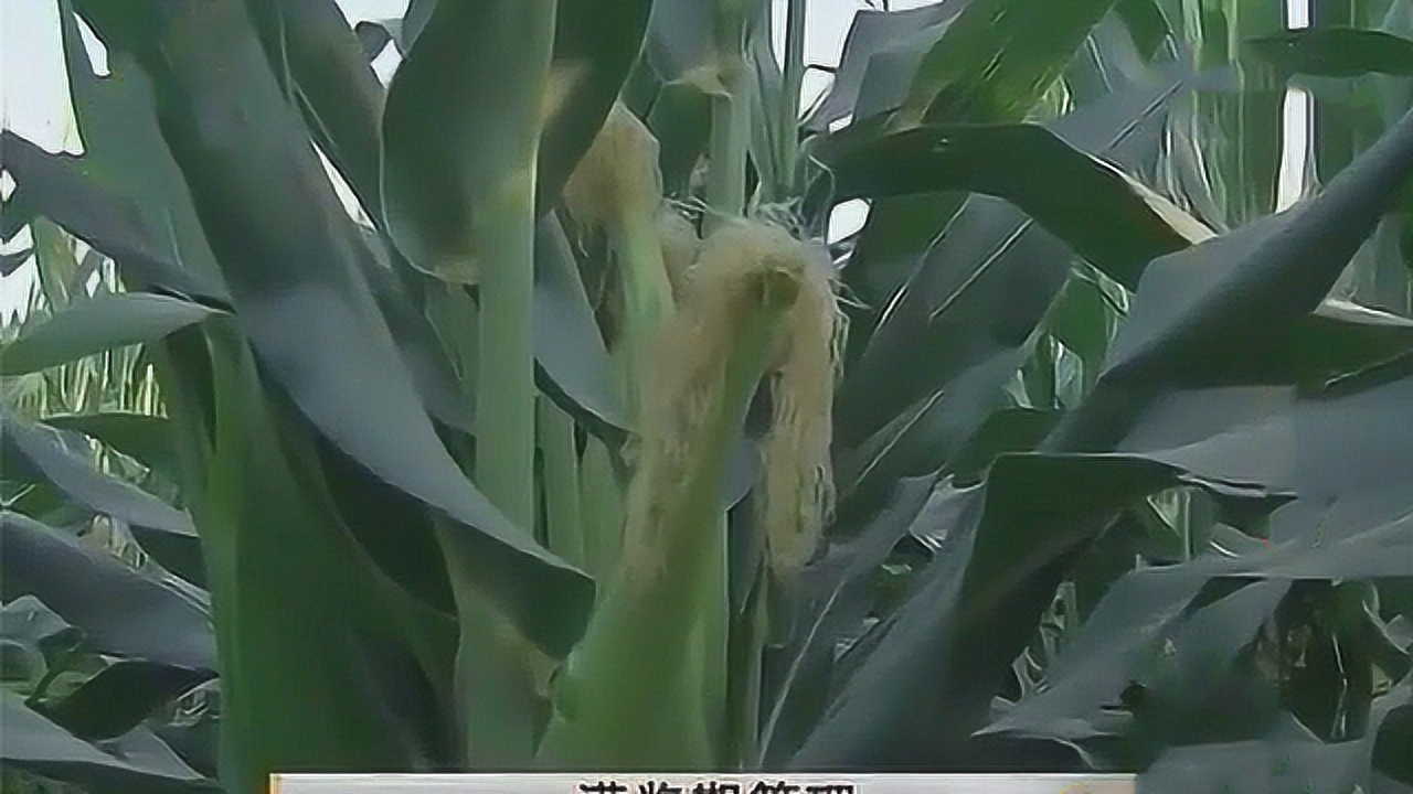 玉米灌浆期是重要生育阶段,需施攻粒肥,以免穗须秃顶