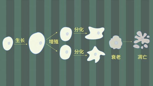 高中生物学必修一(第5章 细胞的能量供应和利用)1 降低化学反应活化能的酶