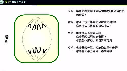 植物细胞分裂 腾讯视频
