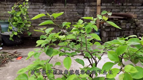 櫻谷由貴花 腾讯视频
