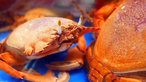 蛙型蟹,形状神似青蛙,却是螃蟹!膏多肉多,吃起来十分过瘾
