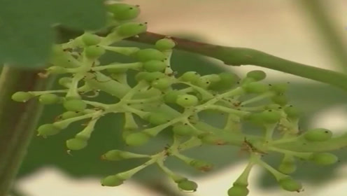 葡萄花芽分化 腾讯视频