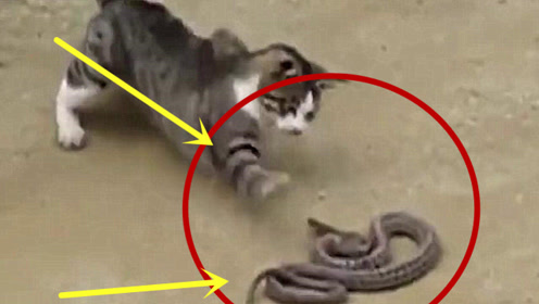 猫 眼镜蛇大战 腾讯视频