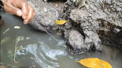 洞中藏大货，拽出来是不小！