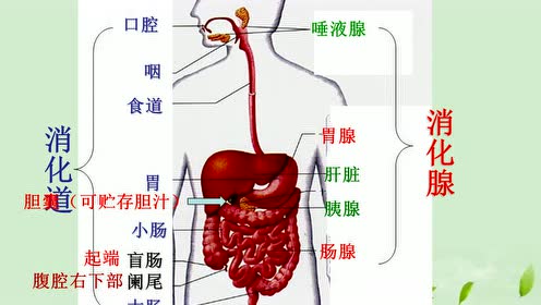 七年级生物下册第二章 人体的营养 2.消化和吸收