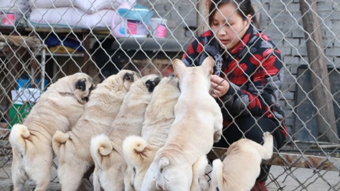 农村兄妹俩养狗,本以为是又脏又乱的环境,真实情况让我没有想到