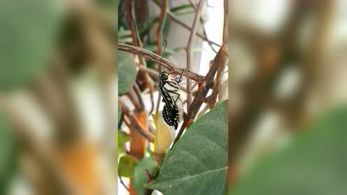 珀凤蝶结蛹羽化 腾讯视频