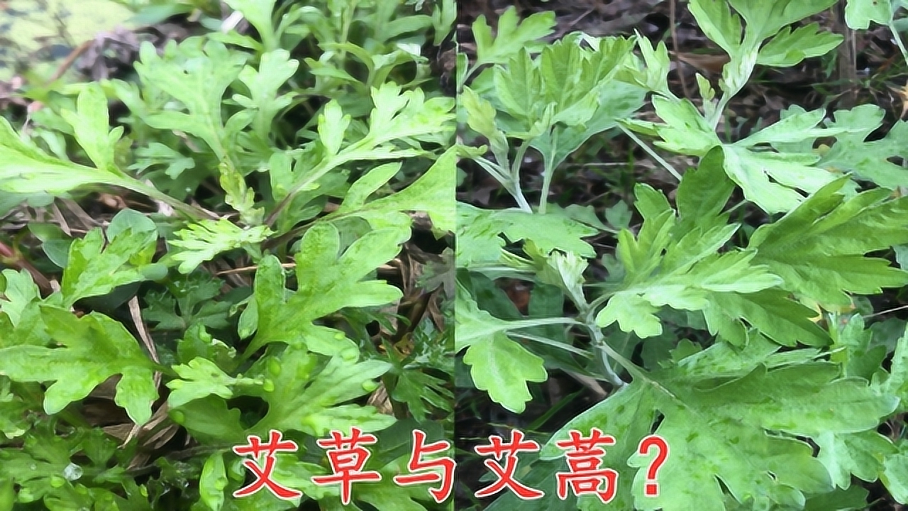 艾草 菊科艾属植物 搜狗百科