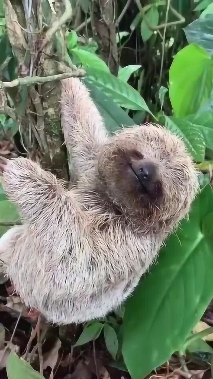 萌宠,小树懒笑起来真的很好看,有萌到你吗