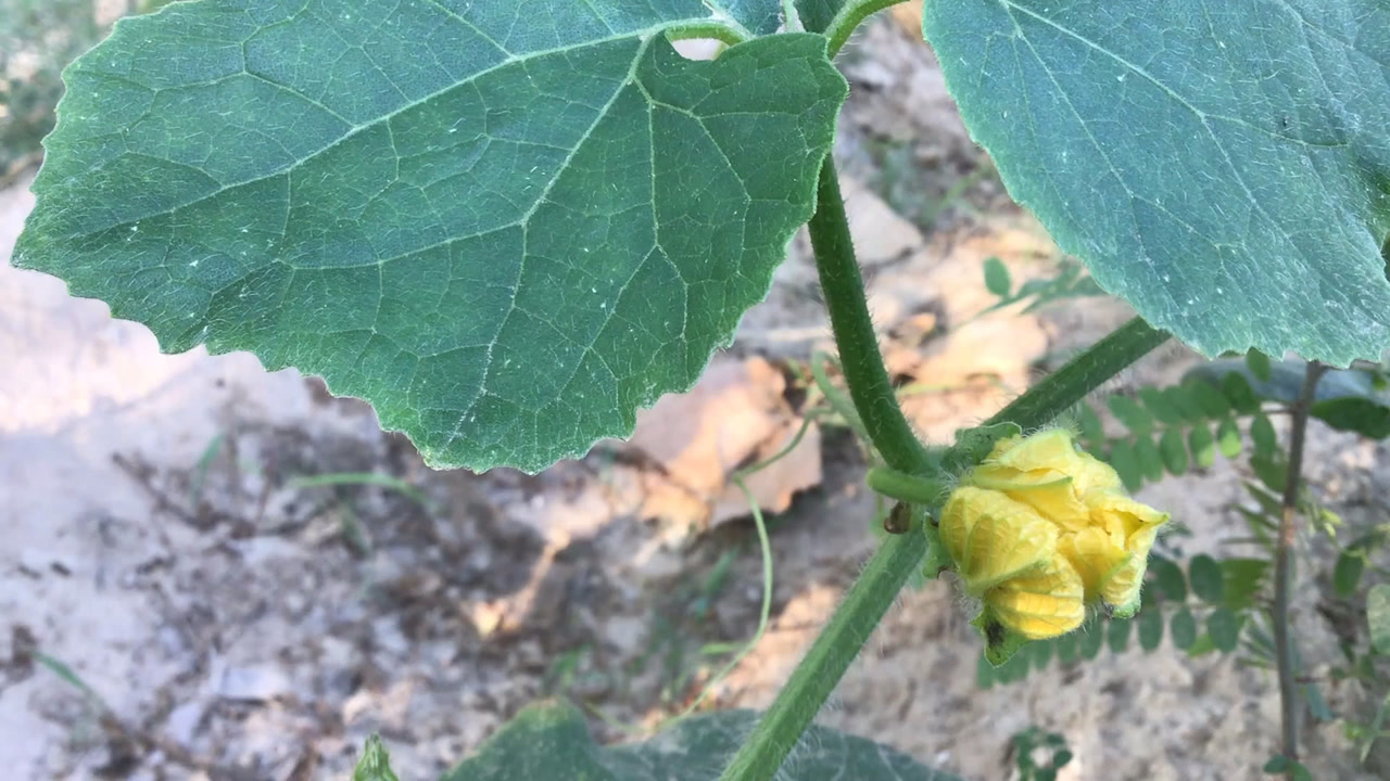乡村生活,田间小菜园里的冬瓜秧