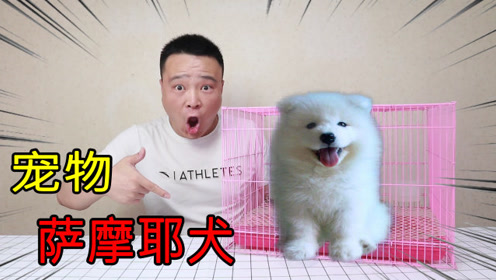 小浪哥花700元开箱宠物"萨摩耶犬"这狗一见面和小旺财打起来了