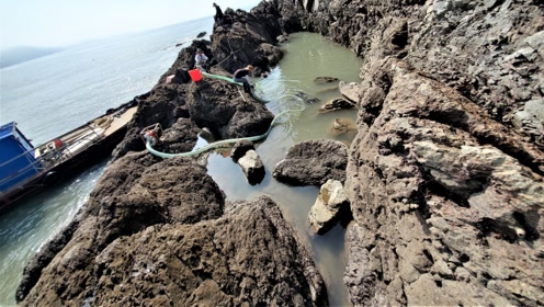 海趣青年低潮水抽坑,出现昂贵猛货大红斑,鲈鱼,海鲫,大爆桶