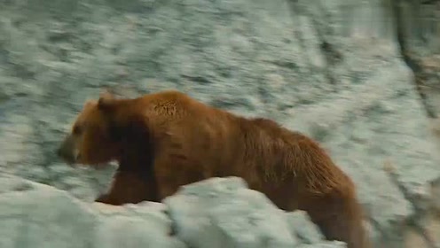 子熊的故事 腾讯视频