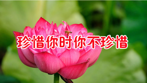 《珍惜你时你不珍惜》歌声伤感动人,听哭了多少有情人!