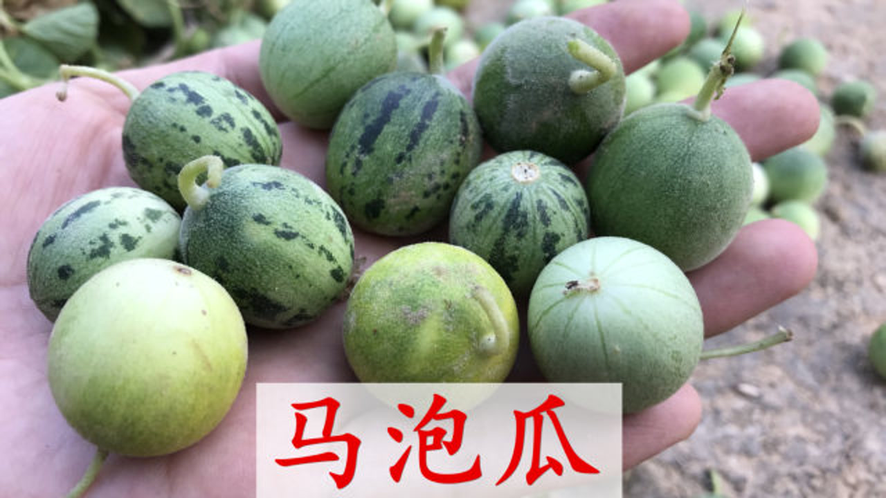 农村很常见野果马泡瓜,到底能不能吃?其实很多人都错了