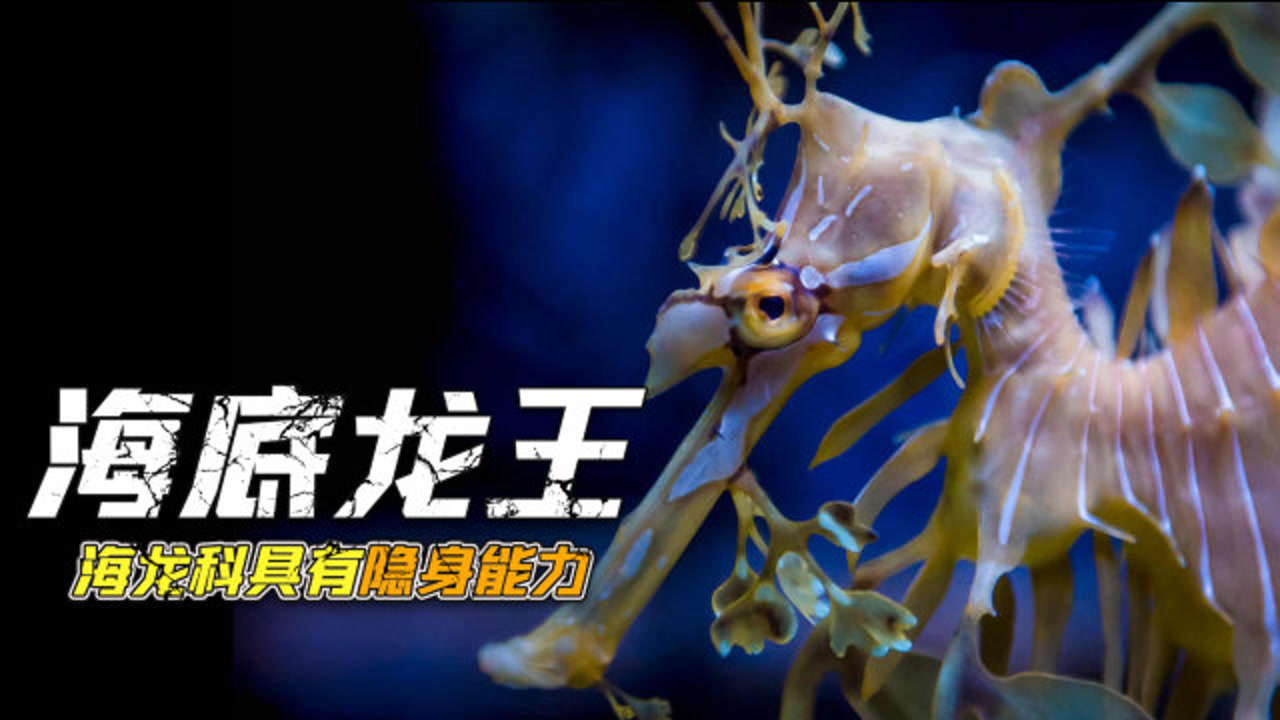 草海龙(海龙科叶海马鱼属动物)_搜狗百科