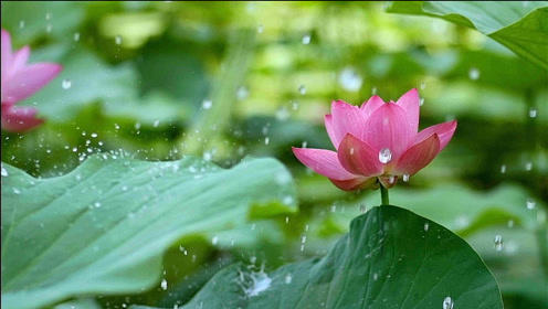 天籁佛音《吉祥莲花》静心聆听积累功德 放空心灵增添福慧