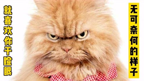 猫咪搞笑集锦:在挨打的边缘来回试探,看你干瞪眼又无可奈何.