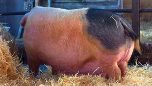 最优雅的黑社会,看《绅士们》笑出猪叫,又蠢又爽