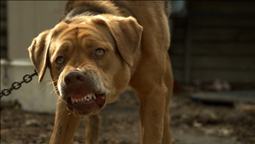 者:撩影先锋时 间:2019-07-11电影《白色上帝》,流浪狗被抛弃成犬王