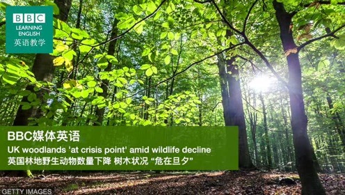c媒体英语 英国林地野生动物数量下降树木状况 危在旦夕 腾讯视频