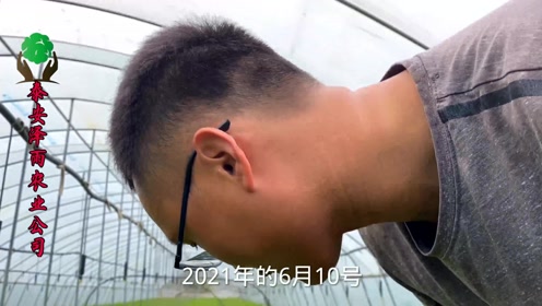 吉塞拉 乌尔伦 腾讯视频