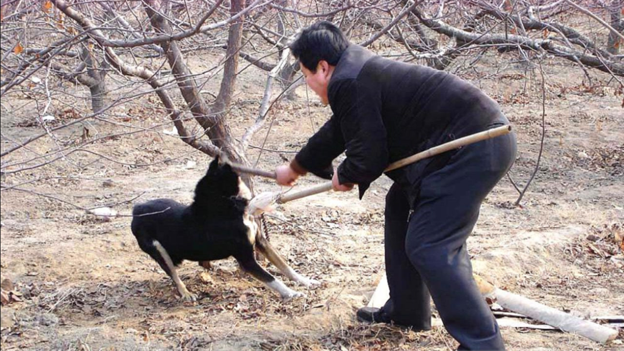 为啥主人动手打狗时,狗从不反抗?兽医的话让人不禁泪目!