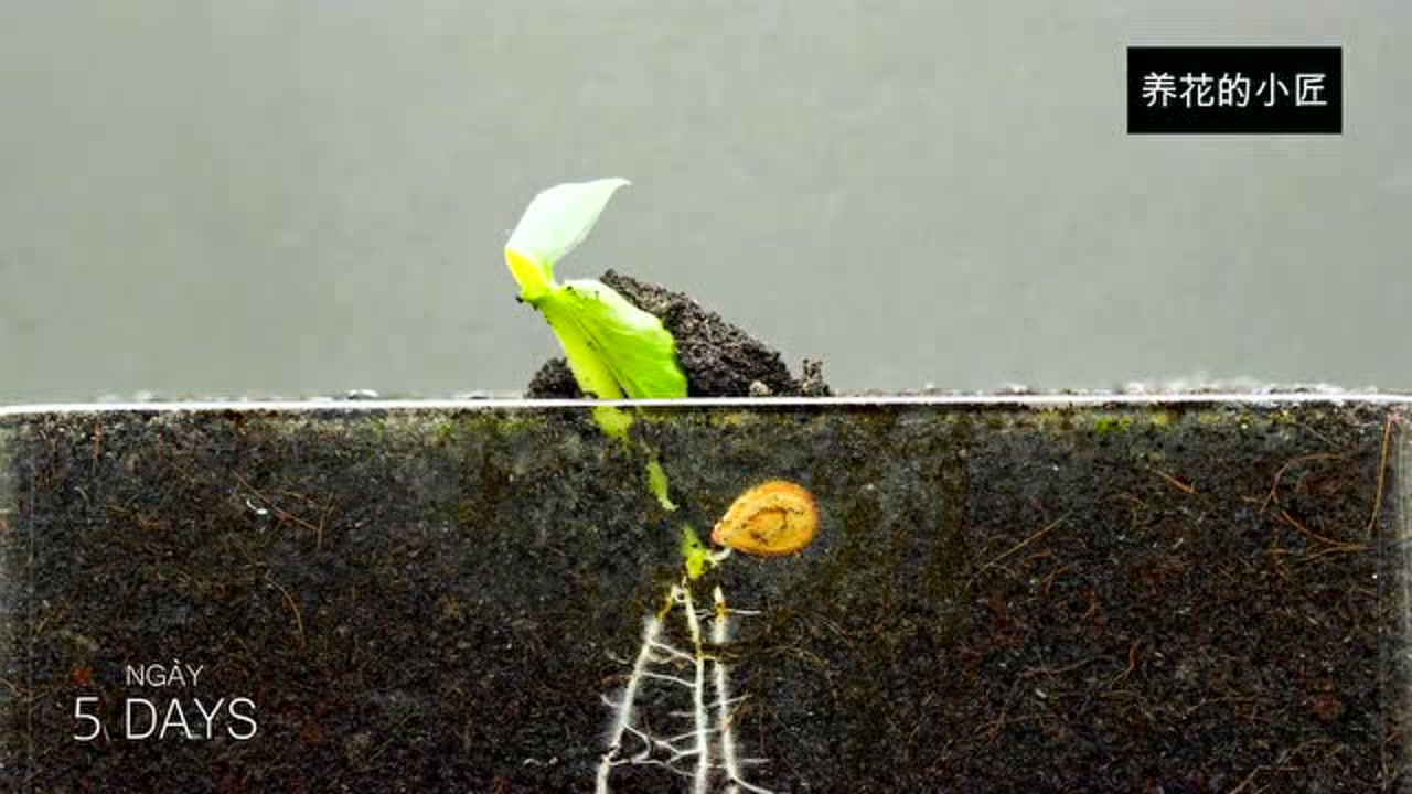 南瓜籽埋土里的15天,变化过程太治愈了,比养花舒服多了!