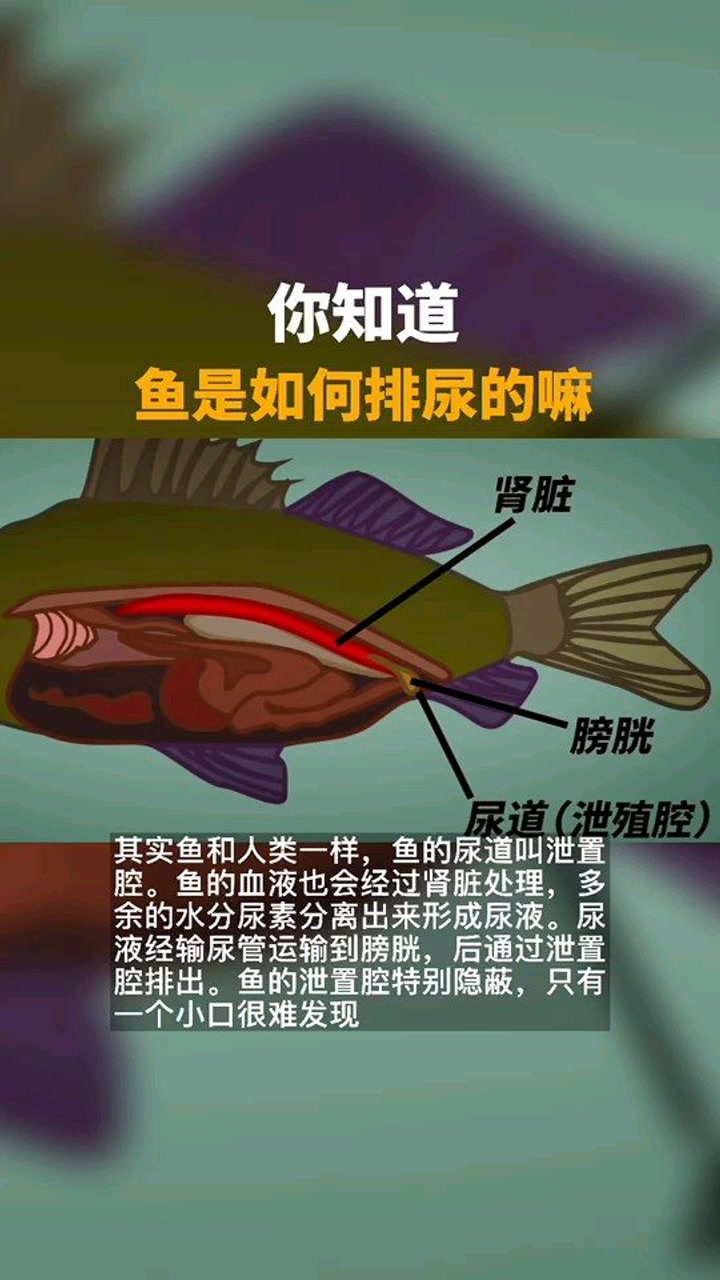 鱼在水里会排尿吗?原谅我的好奇心!