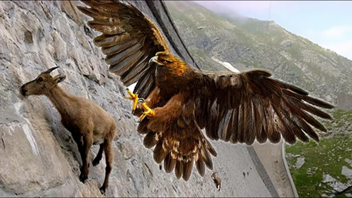 老鹰抓捕猎物瞬间,羚羊也能抓上天