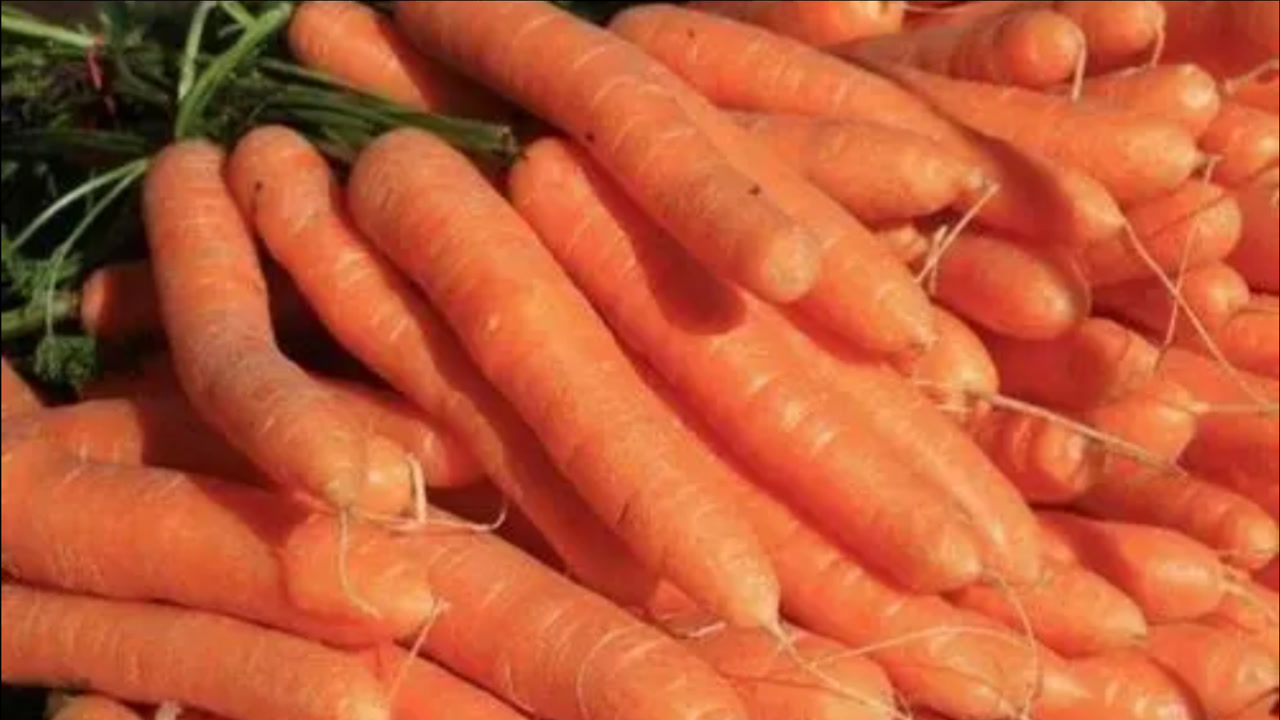 转基因胡萝卜_搜狗百科