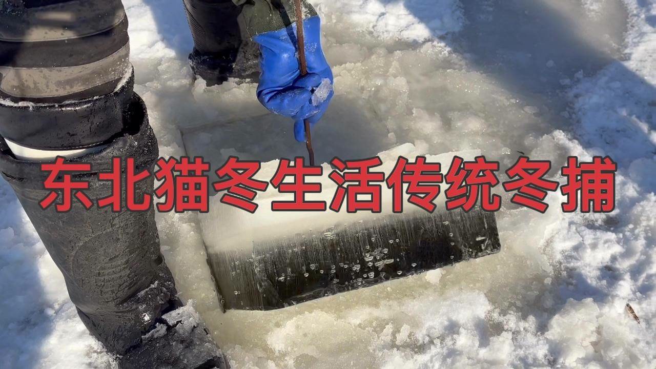 记录东北的猫冬生活!破冰冬捕是老祖宗留下来的传统文化不能断!