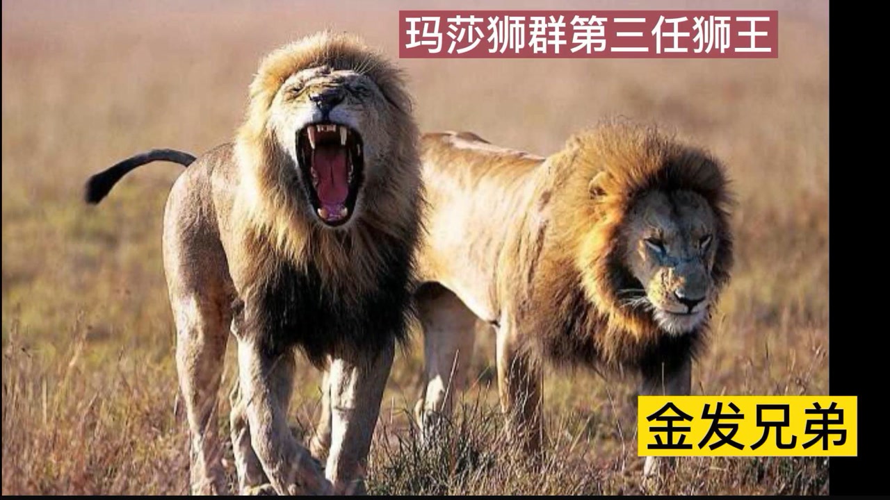 玛莎狮群的第四任狮王并不是诺迟,玛莎狮群的历代狮王精彩故事