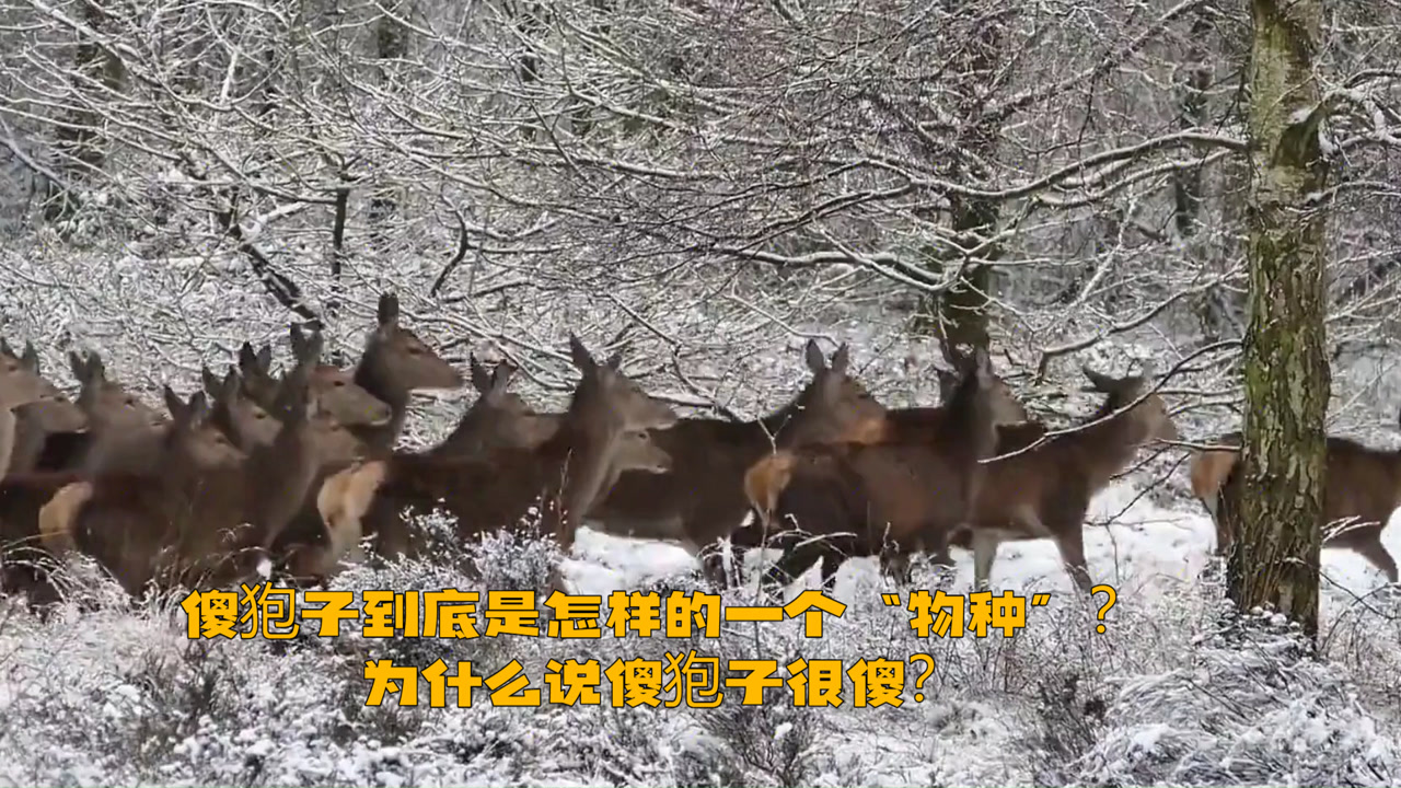 狍子(鹿科狍属动物)_搜狗百科