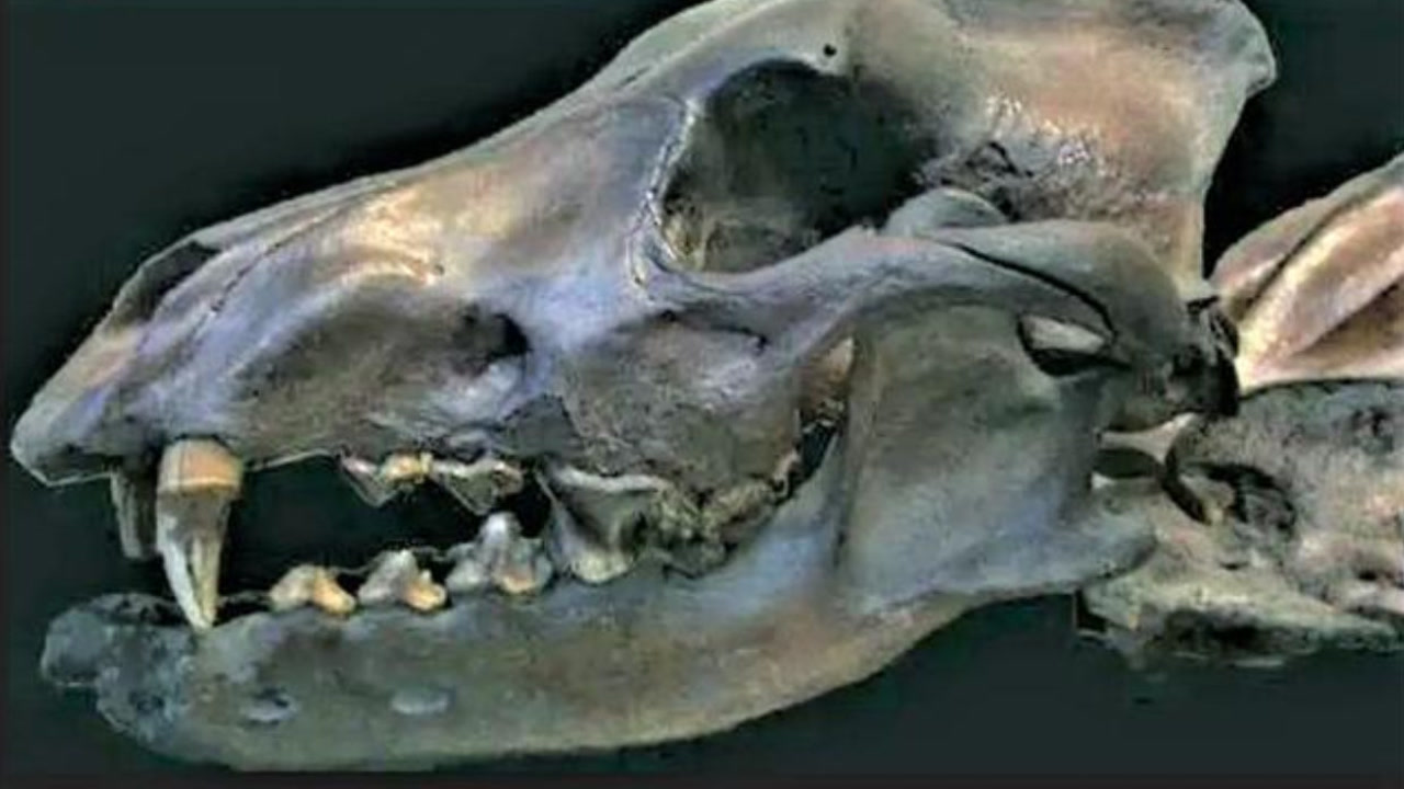 恐狼 犬科犬属动物 搜狗百科