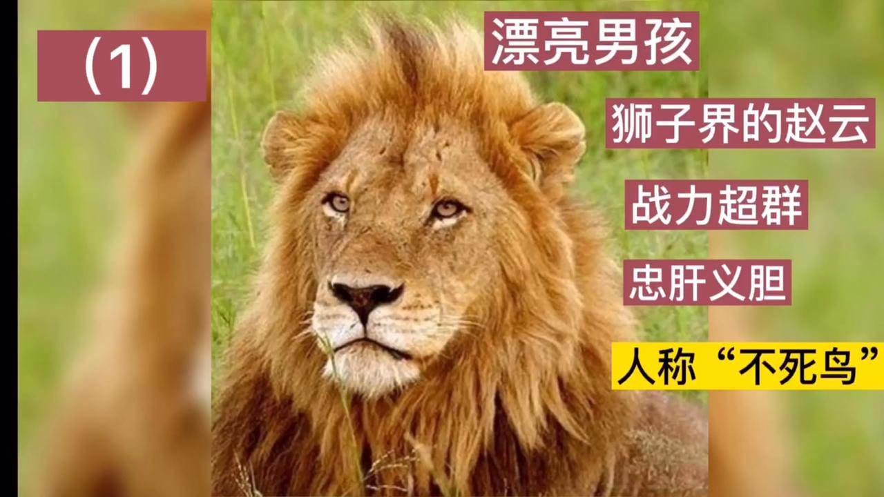 坏男孩联盟中的不死鸟老三 -漂亮男孩,战力到底有多强悍!