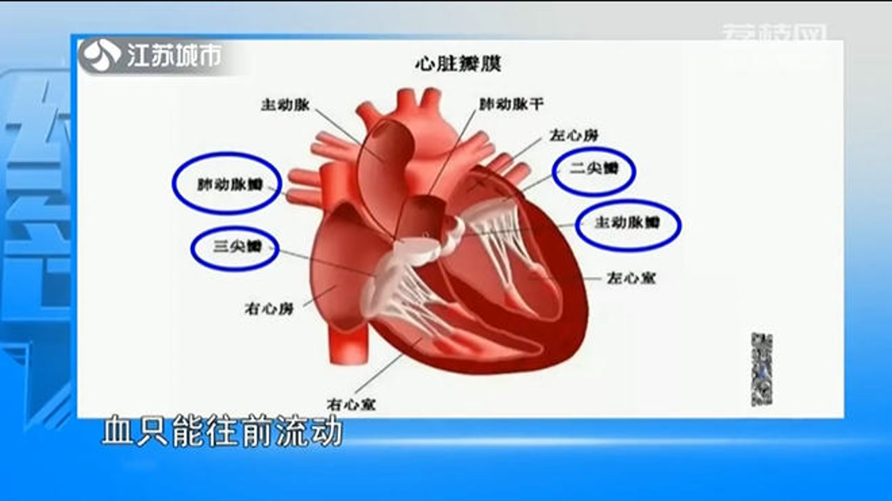 心脏瓣膜在哪个位置?有什么作用?哪个位置容易发病?