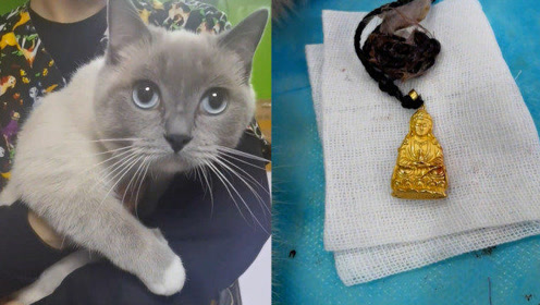 梦见金子和猫，财富与神秘的交织梦境解析